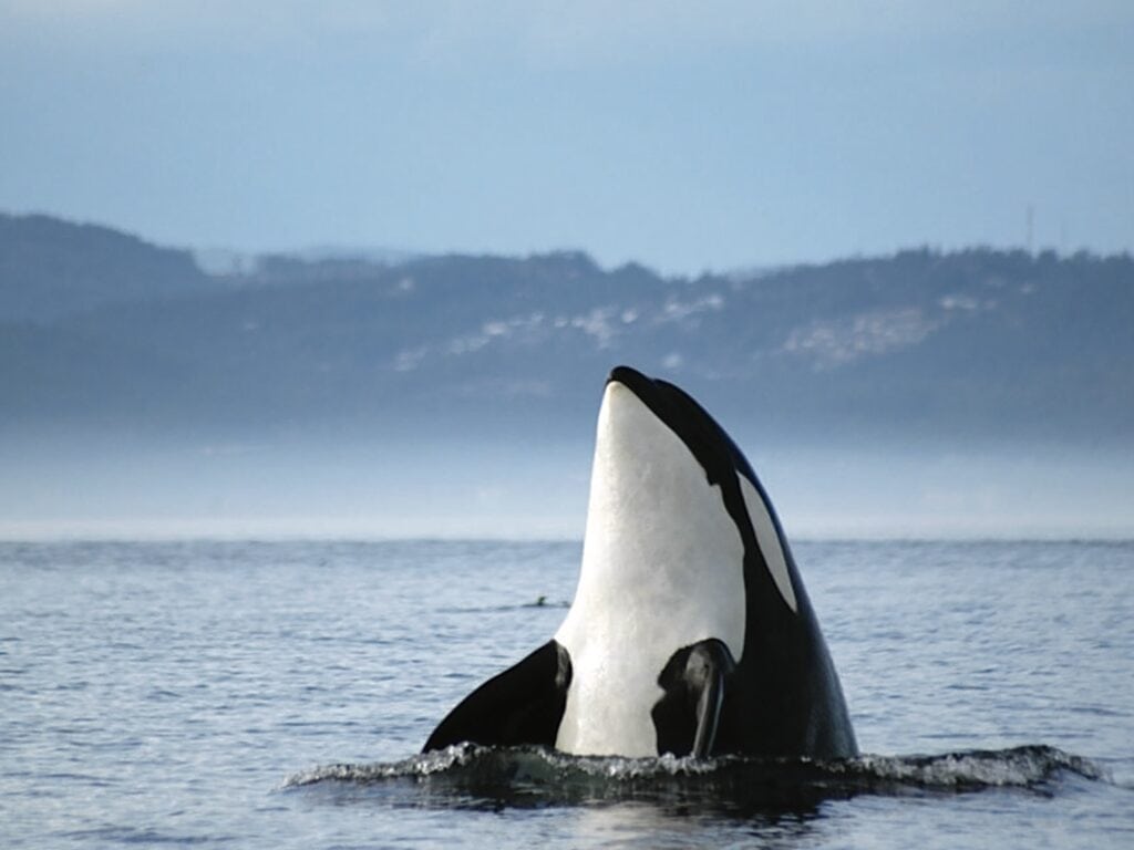 Victoria Whale Watching with Kids